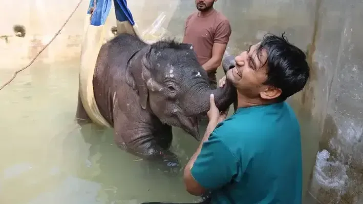 Bani, an Asian elephant being cared for by a keeper