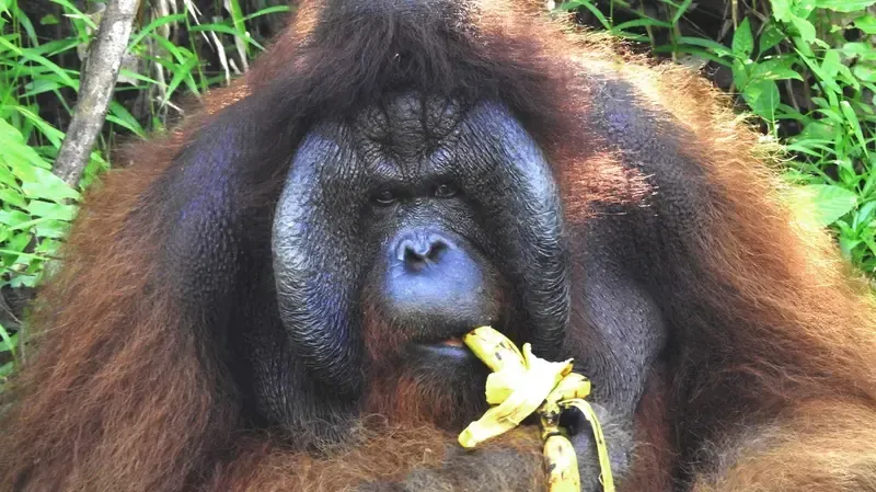 Big Papa, an orangutan holding a yellow flower