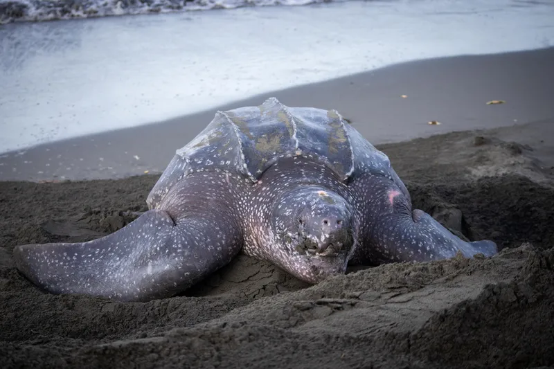 Buddy, a leatherback sea turtle on a dark beach