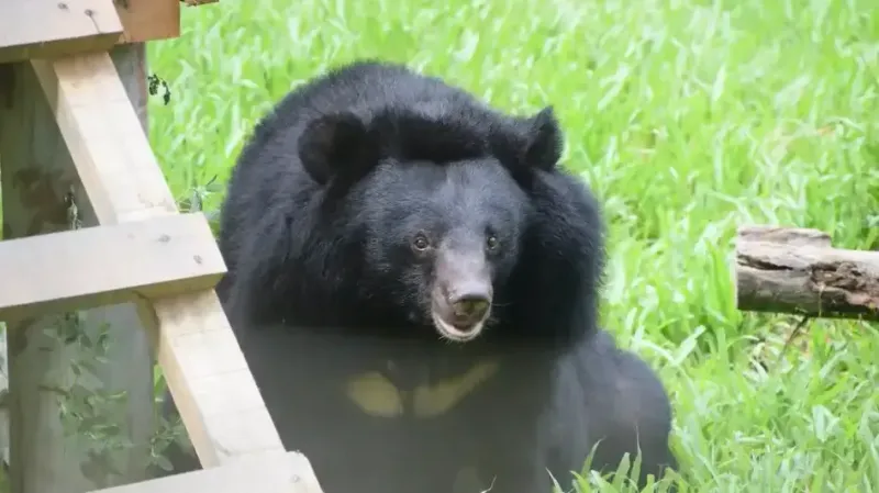 Dew, an Asian moon bear on grass