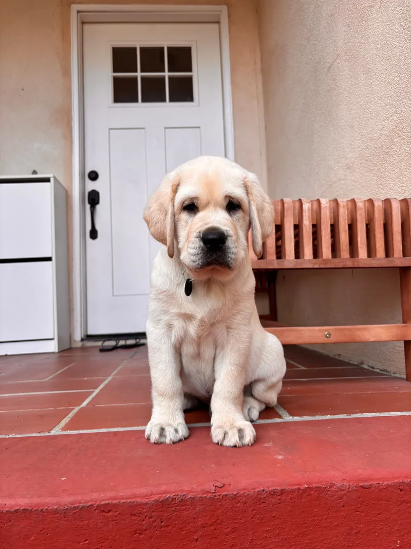 Hero, a golden Labrador puppy sitting indoors